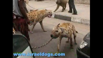 Израелски кучета - за охрана 
