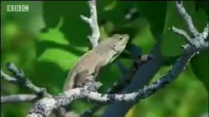 Бахамски острови красота - Див Карибски басейн - Bbc Природа 