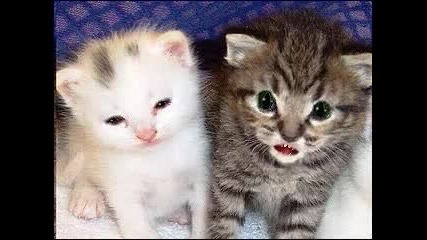 Two Little Fun Cats Vbox7!! 