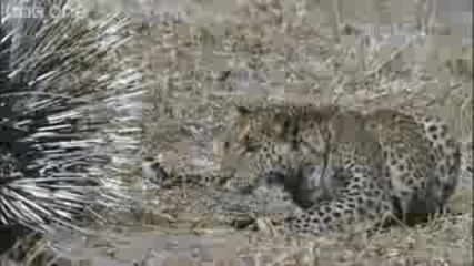 Bbc - Леопард срещу Таралеж