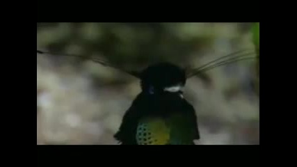 Най-яката птица на планетата