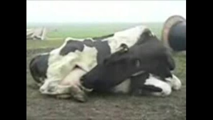 Крава Си Пие Собственото Мляко