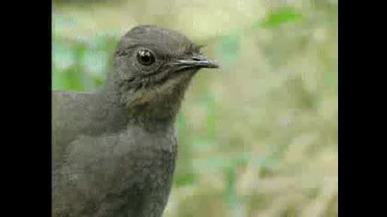 Вижте тази птица какъв талант е