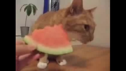 Котка яде диня - Смях до сълзи