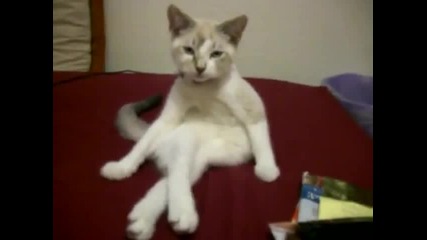 котка стой седнала смях