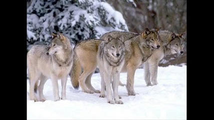 Korpiklaani Running with Wolves