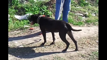 set pitbul