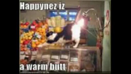 Смешни Котки