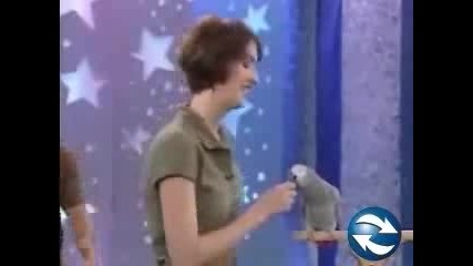 funny bird