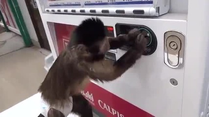 Малка маймунка си купува газирана напитка от автомат