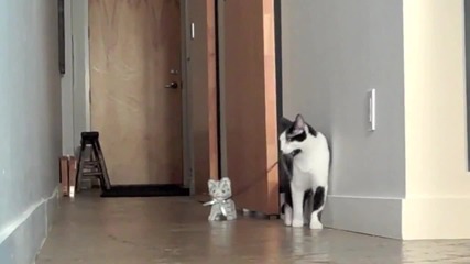 Walking the Kitten