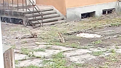 Vid_20190424_071310