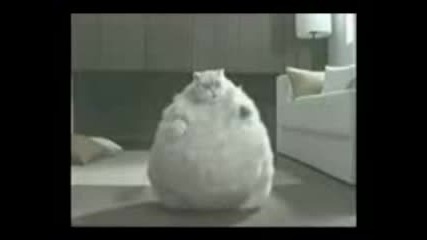 sisi kat