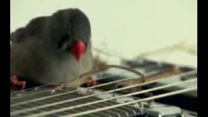музика от канарчета