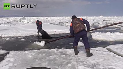 Rescue Workers Jump Into Shallow Water to Free Orcas Trapped in Ice Floes