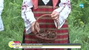 Застрашен ли е българският кестен от изчезване