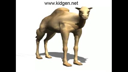 Camel