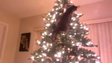 Котка се катери на Коледна елха и се случва... бедствие