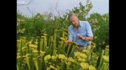 Attenborough Venus Fly Trap - Bbc Earth 
