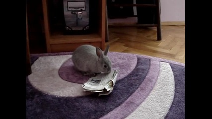 Зайче срещу вестник 