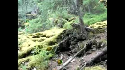 Якичко Трикче