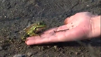 Как се примамва жаба ?