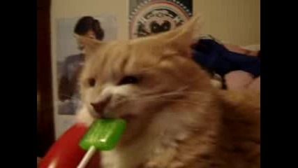 cat eating sour apple lollypop