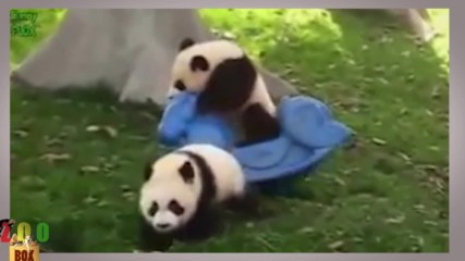 Най-сладките панди на света!