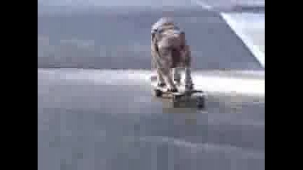 смешни животни