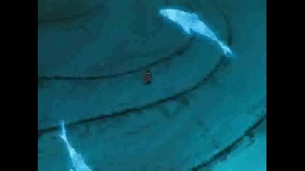 Gay Vs Kisame
