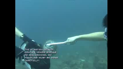 Морски свят - 2