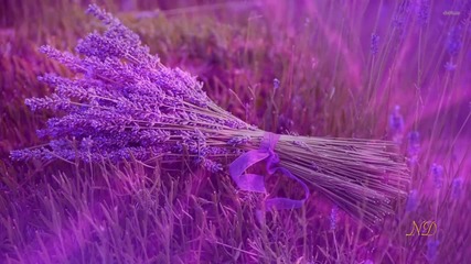 Виолетова фантазия- Violet fantasy