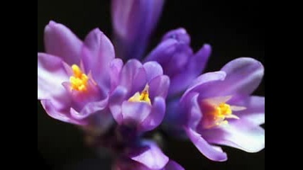 Spring Flowers - Flori de primavara