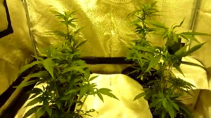 Orange bud 400w Hps