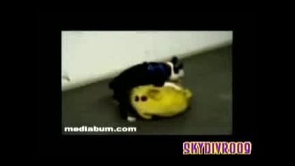Funny Animals !