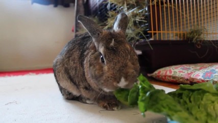 Pinky заека яде зеленчуци.