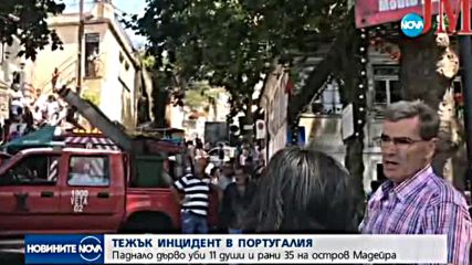 Десетки убити и ранени при падане на дърво в Португалия