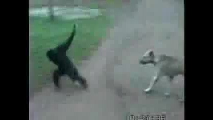 Маймуна се бъзика с куче. Много Смях !
