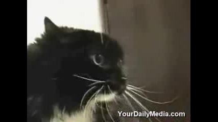 Говорещи котета