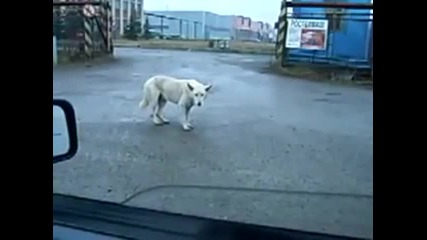 Танца На Кучето 