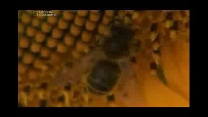 Проблема с измирането на пчелите