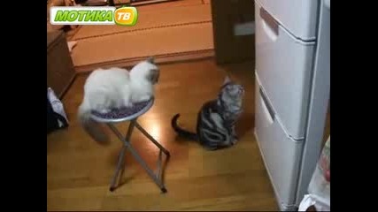 Интересен Котарак 