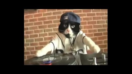 Dj Kitty 