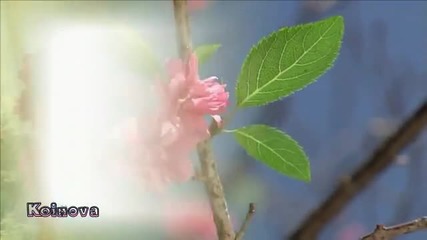 El sonido del silencio flauta de pan - Авторски
