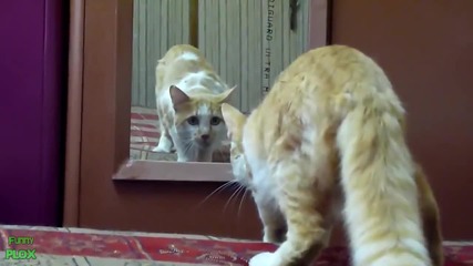 когато животните видят отражението си в огледало...