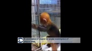 В зоопарка в Сидни се роди маймунка от рядък вид
