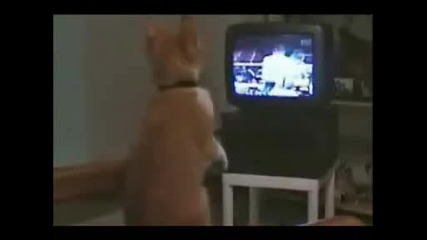 Котка - Фен На Бокса