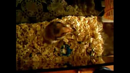 hamster