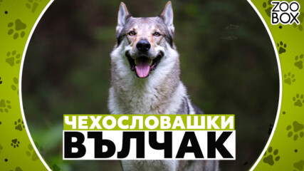 Чехословашки вълчак: една от най-красивите и умни породи кучета