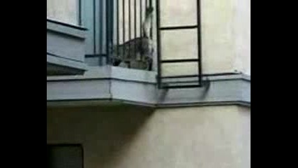 Котка - Паяк